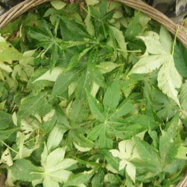 甜茶