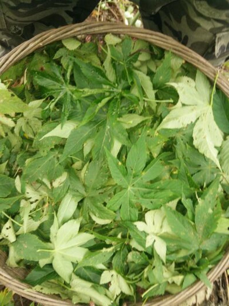 甜茶