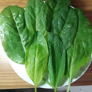 正宗食叶草全网低价，产地直发
