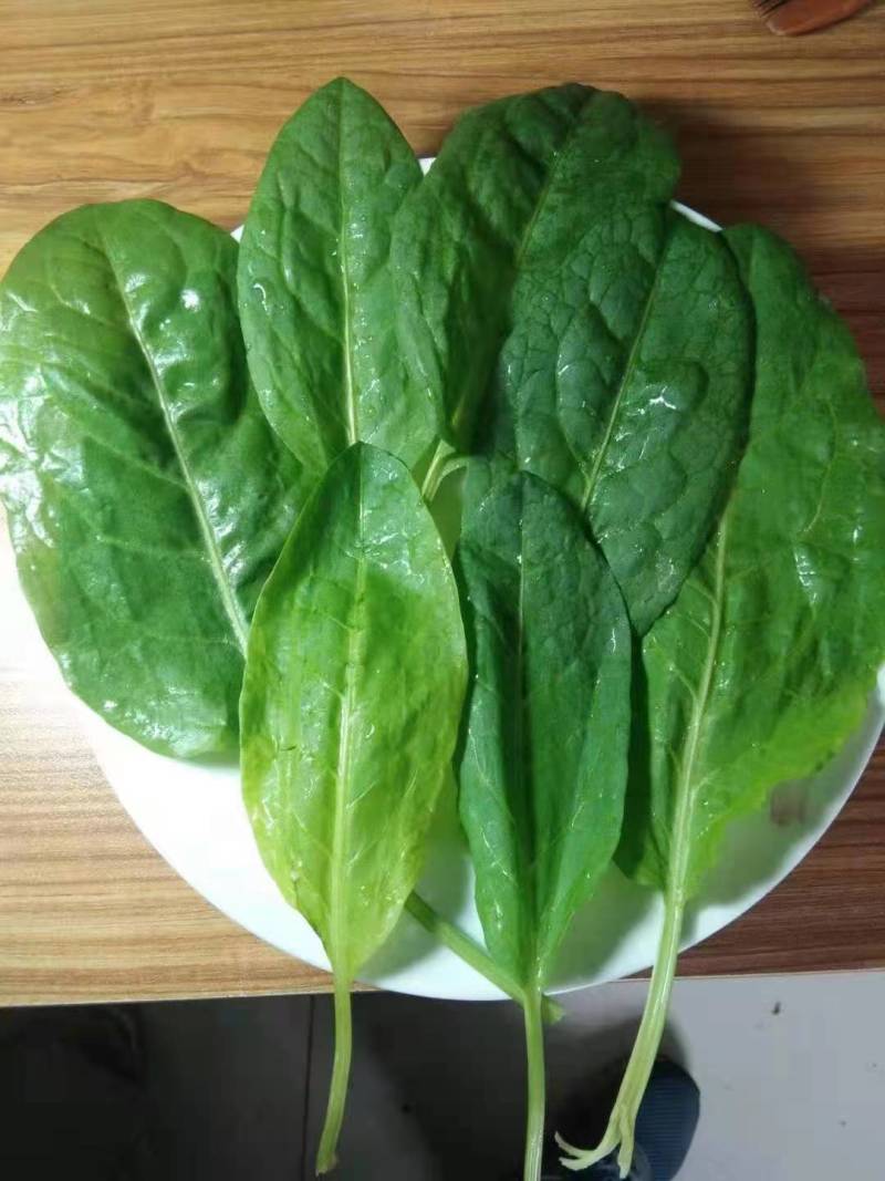 正宗食叶草全网低价，产地直发