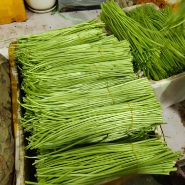 应季芦篙一手货源欢迎联系