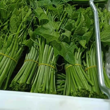 天然新鲜龙须菜现货秒发量大优惠