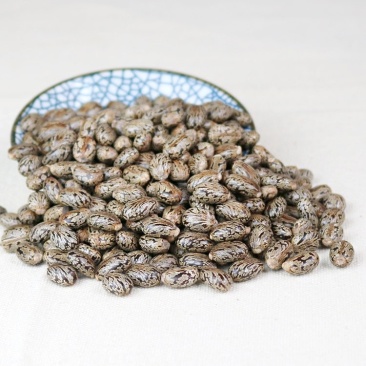 蓖麻子