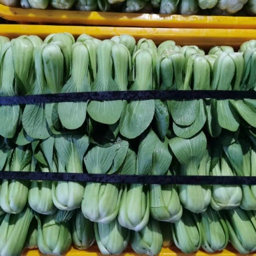 正品保障油菜长期有货方便快捷