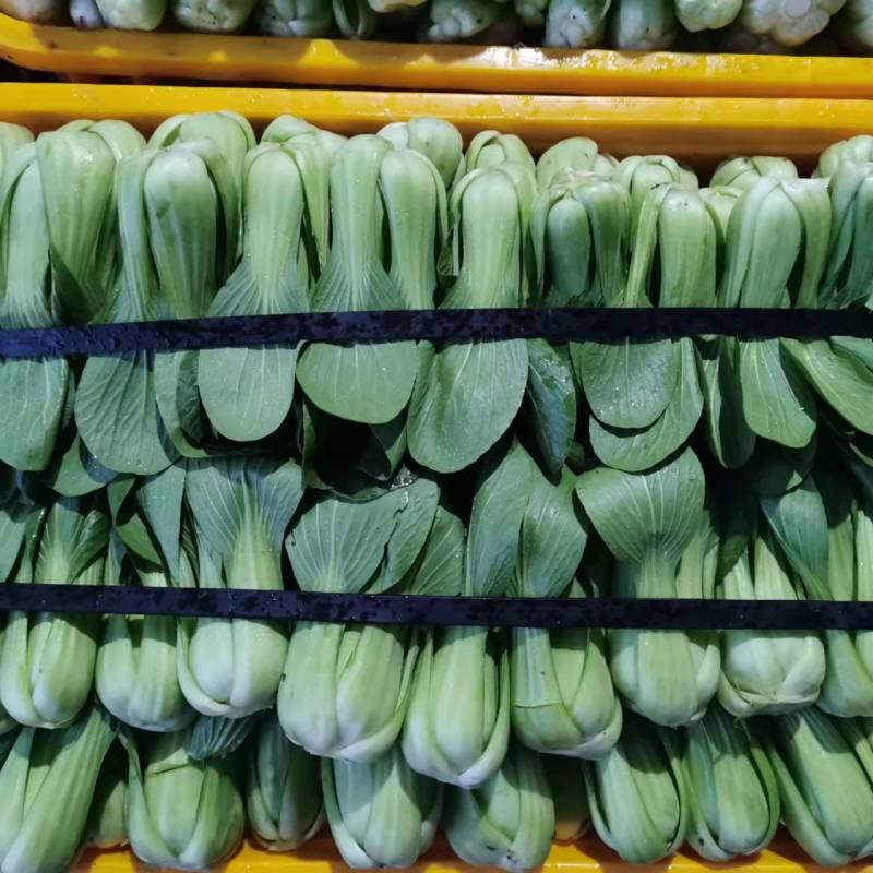 正品保障油菜长期有货方便快捷