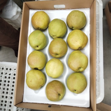 梨甜度高品质好源头供应