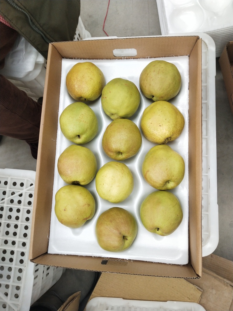 梨甜度高品质好源头供应
