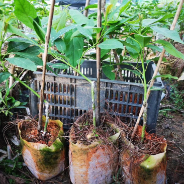 原产地基地脱毒牛油果苗随时有货