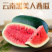 西瓜应季长期供货全国供应