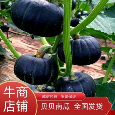一件代发贝贝南瓜山东新疆贝贝南瓜粉度超高贝贝南瓜老瓜都有