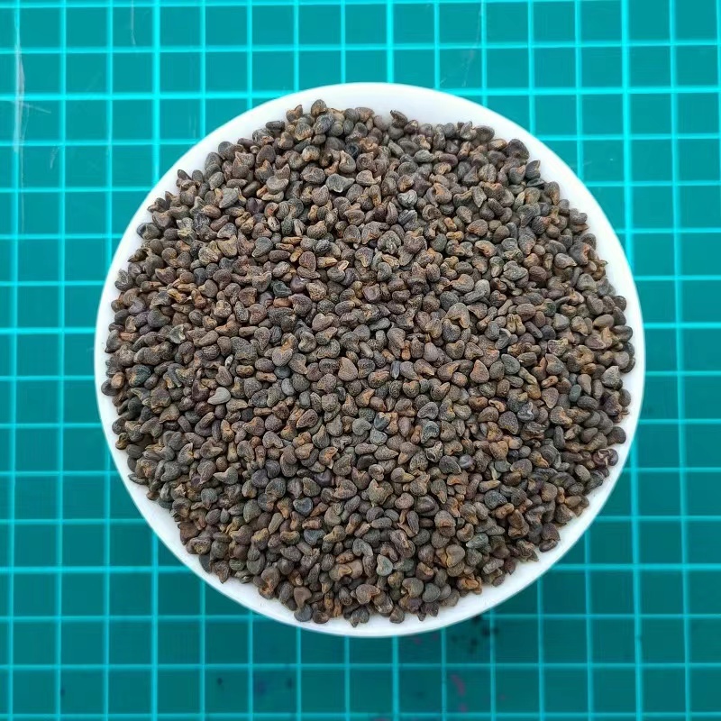 蔓荆子