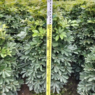 自产自销鹅掌柴现货秒发支持拿样