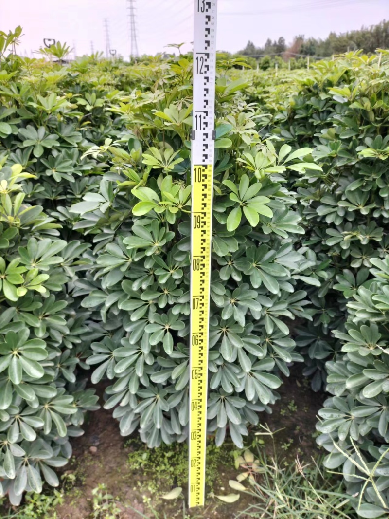 自产自销鹅掌柴现货秒发支持拿样