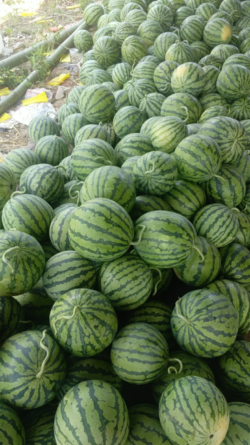 西瓜源头供应应季