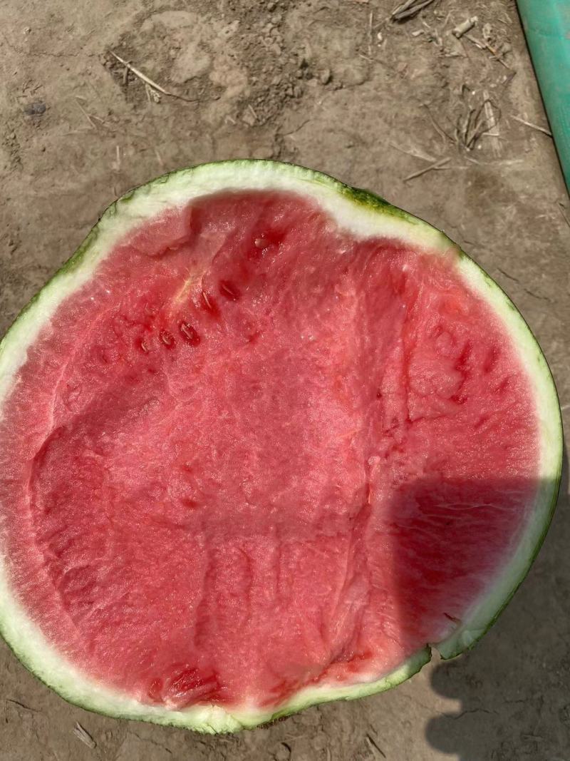 正宗西瓜现货秒发