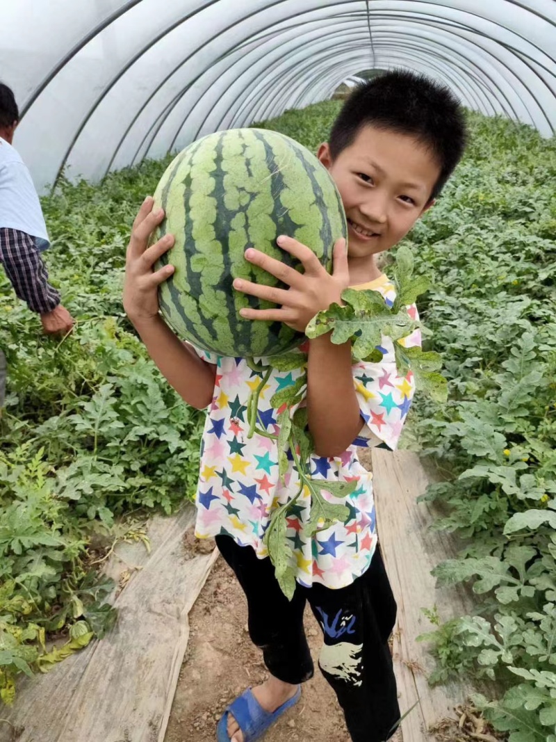 正宗西瓜现货秒发