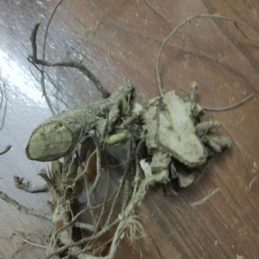山芝麻