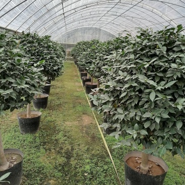 现货秒发茶花品种纯正欢迎电话咨询