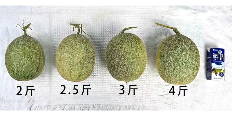 海南哈密瓜，小蜜25号大量有货价格下降，质量保障
