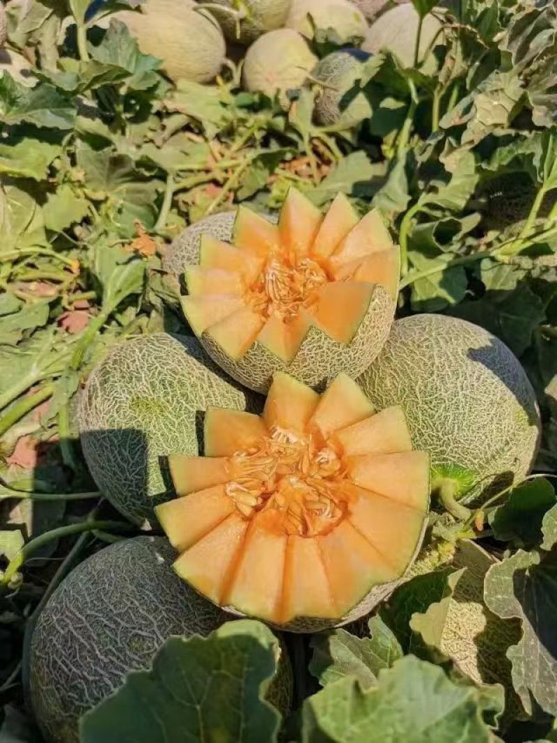 海南哈密瓜，小蜜25号大量有货价格下降，质量保障