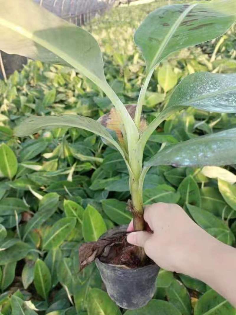 早熟品种香蕉苗长期供应随时有货