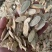 黄芪大量供应无杂质厂家直销价格优惠