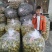 营养丰富的罗汉果产地直发保证品质欢迎电话咨询
