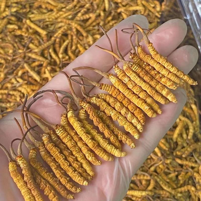 新鲜虫草全国供应规格齐全品质有保障随时可聊