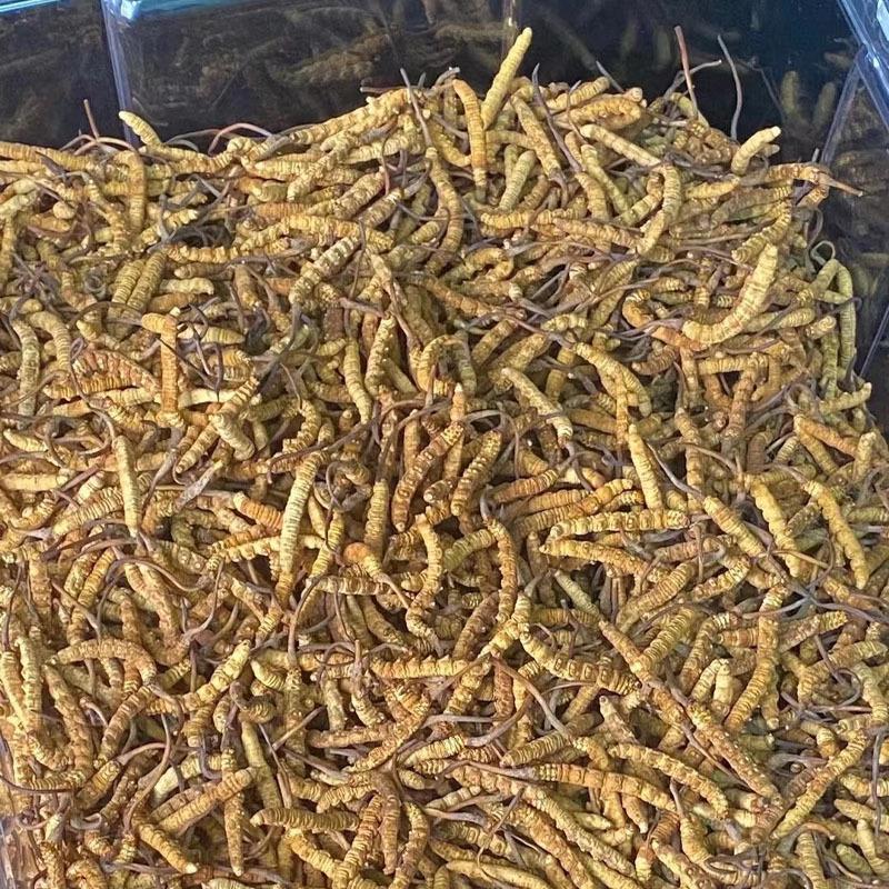新鲜虫草全国供应规格齐全品质有保障随时可聊