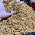 新鲜虫草全国供应规格齐全品质有保障随时可聊