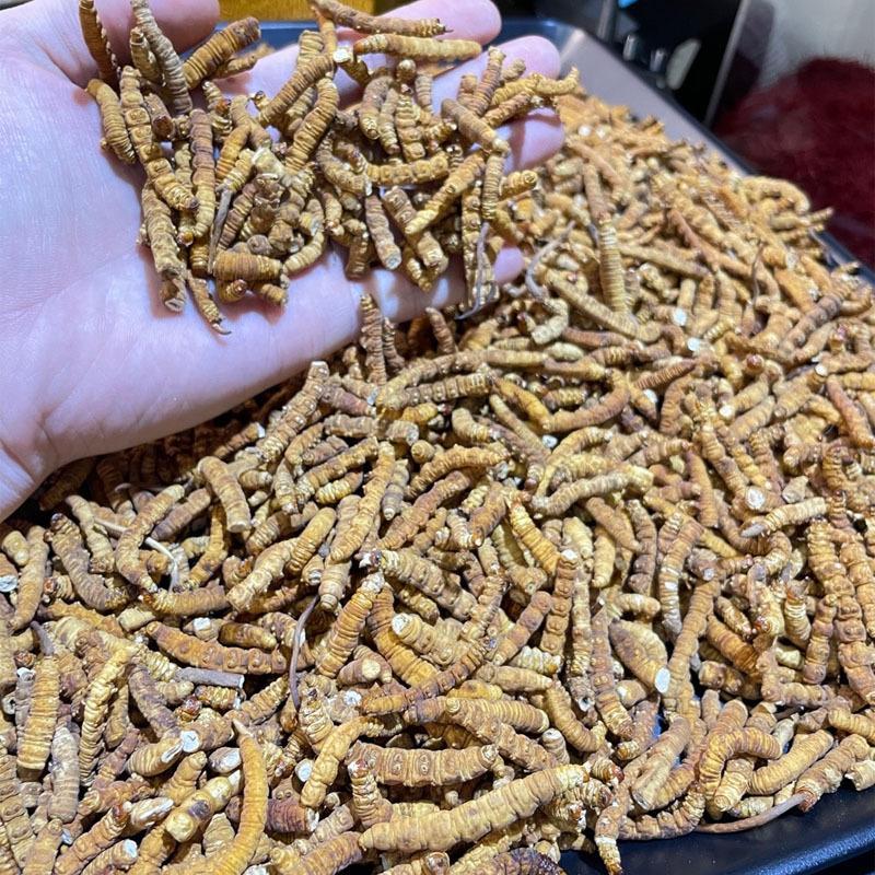 新鲜虫草全国供应规格齐全品质有保障随时可聊
