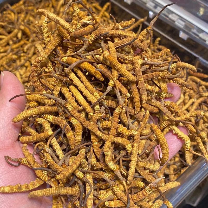 新鲜虫草全国供应规格齐全品质有保障随时可聊