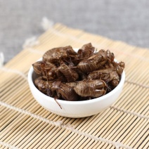 厂家直销正品保障蝉蜕中药必备欢迎致电详询