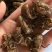 蝉蜕精选正品保证现货秒发快速满足您的需求