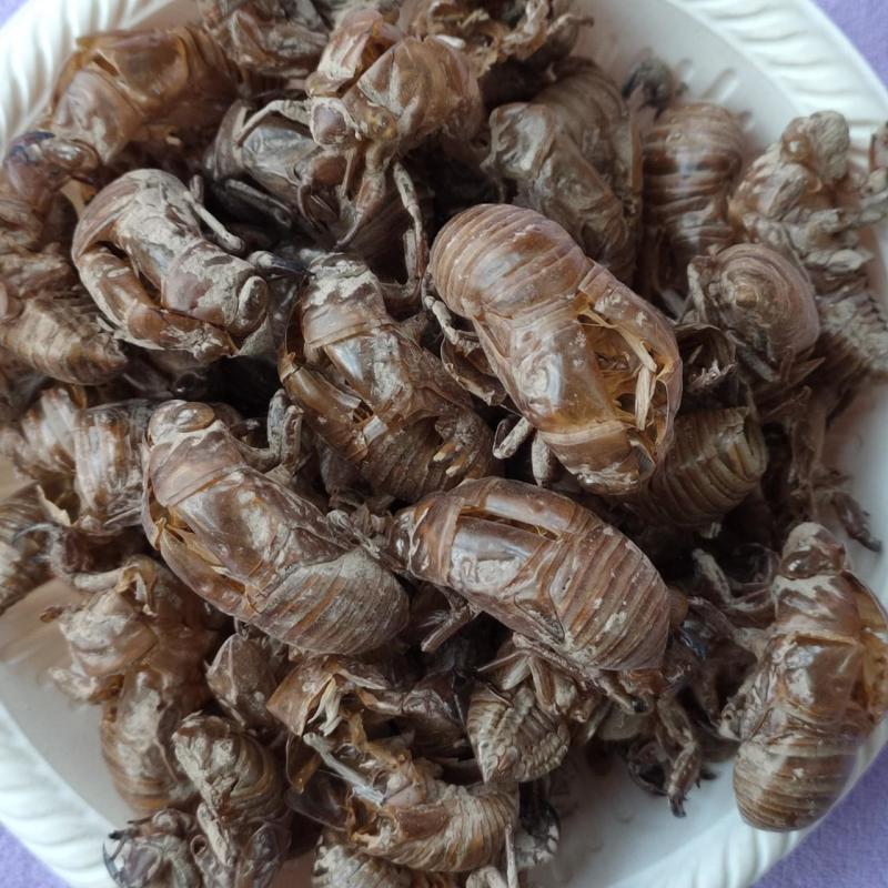 陕西蝉蜕