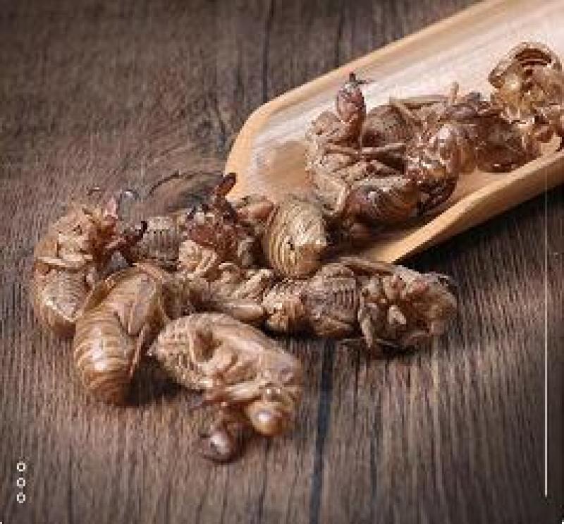 蝉蜕随时有货24小时在线服务厂家直销快速响应