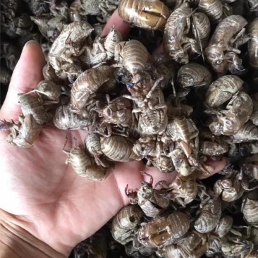 优质蝉蜕量大优惠随时有货欢迎电话询价