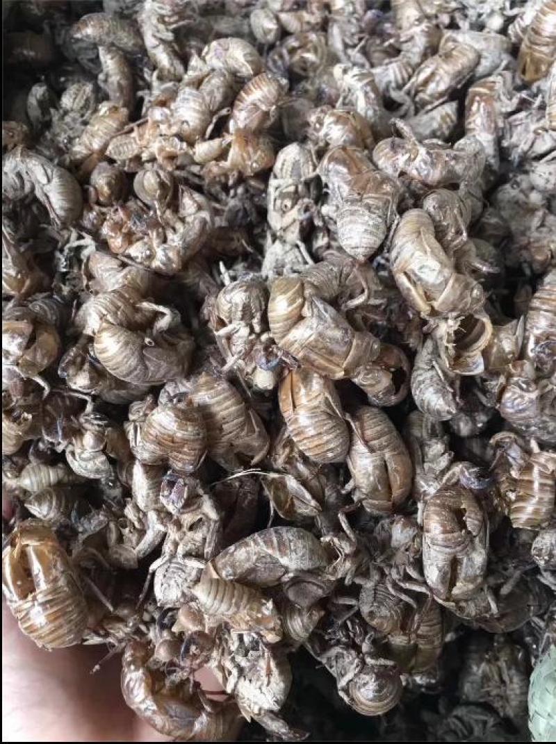 蝉蜕|无添加|厂家直销|24小时在线服务健康美味任你选购