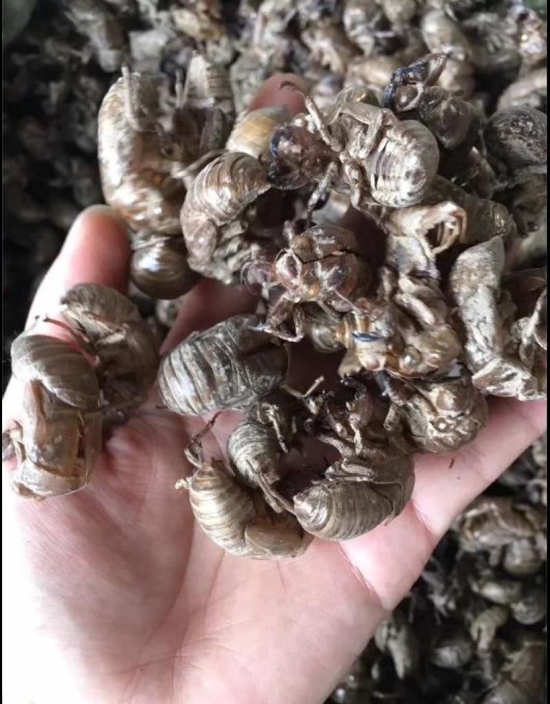 蝉蜕|无添加|厂家直销|24小时在线服务健康美味任你选购