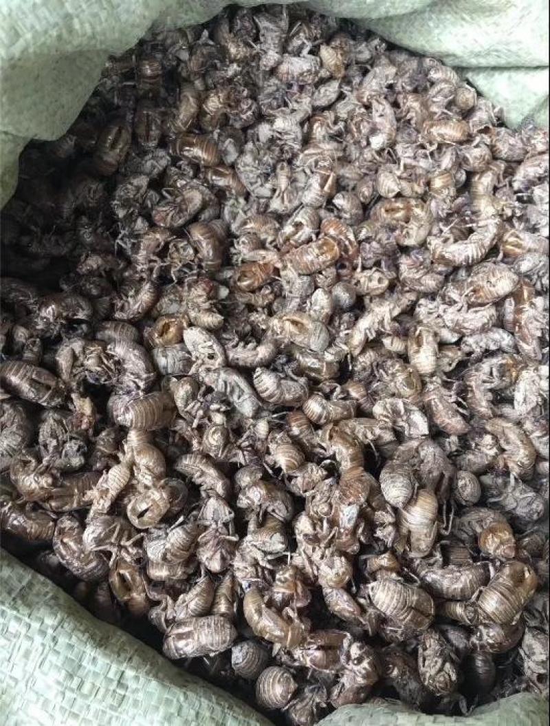 蝉蜕|无添加|厂家直销|24小时在线服务健康美味任你选购