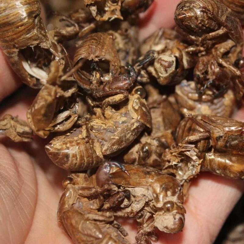 正宗蝉蜕天然健康欢迎电话咨询价格美丽优惠多多