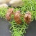野生蝉蜕1斤左右欢迎电话咨询