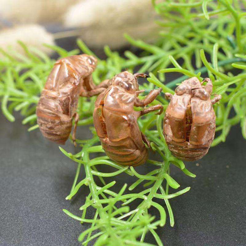野生蝉蜕1斤左右欢迎电话咨询