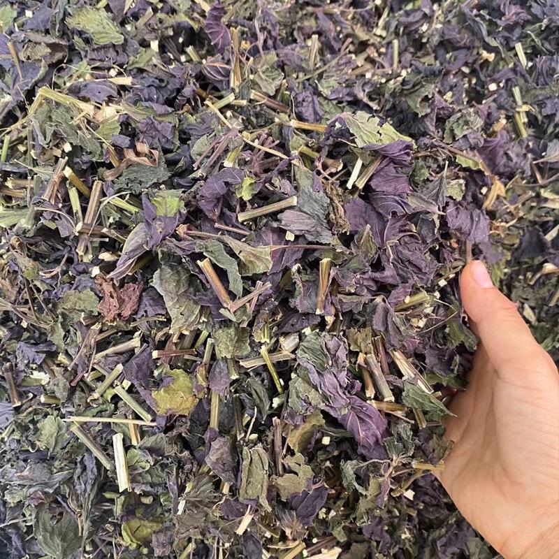 新鲜紫苏叶长期供应***更健康欢迎联系