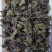 电话咨询优选紫苏叶精品货源随时有货