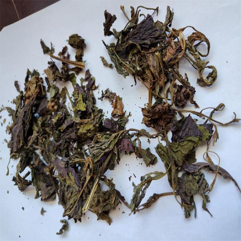 精品紫苏叶正规货源量大从优优质供应