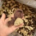 陈皮系列精品上架超高性价比质量保障放心选购