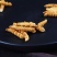 野生冬夏虫草欢迎联系***********正品保障