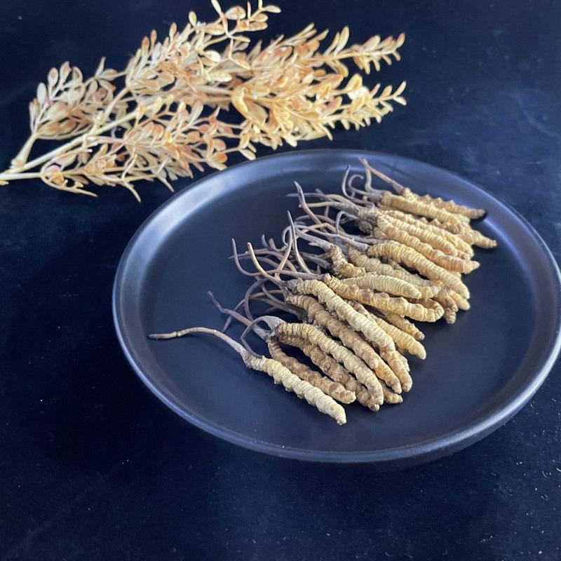 虫草中的性价比**长期供应正宗有保障