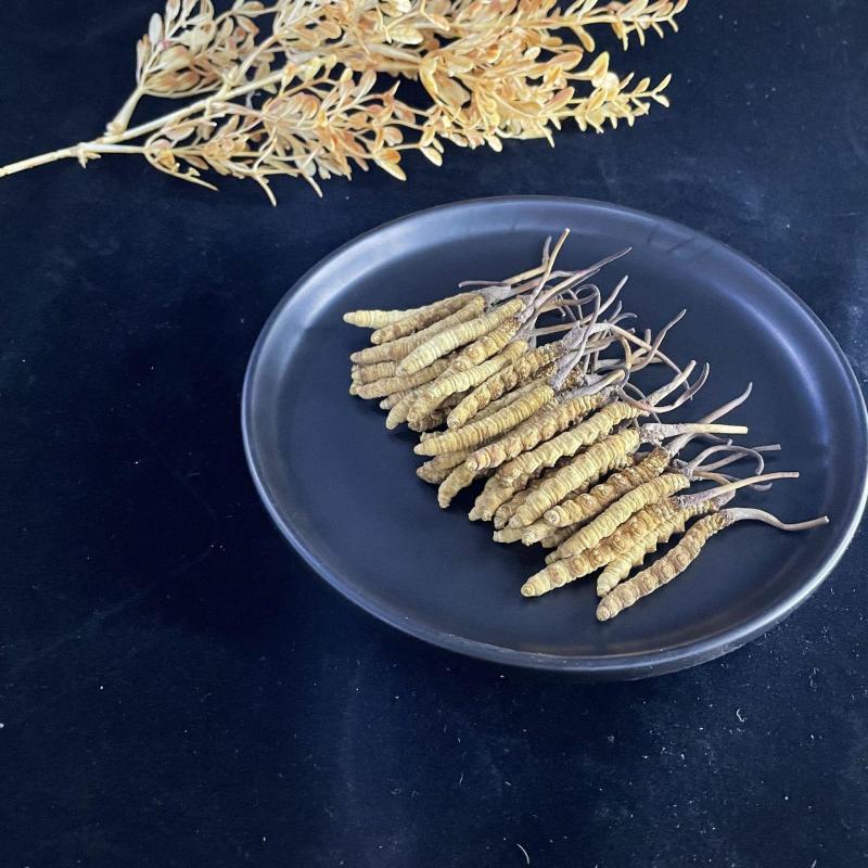 虫草中的性价比**长期供应正宗有保障